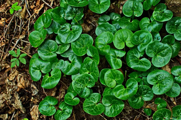 Ovanifrån Till Unga Gröna Blad Asarum Europaeum Växter European Wild — Stockfoto