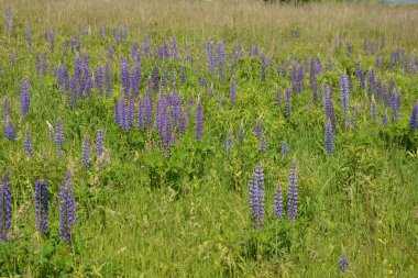 Pembe mor ve mavi çiçekli Lupinus tarlası. Lupin tarlası. Çayırda mor ve pembe lupin. Lupine değerli yem ve süs bitkisi..
