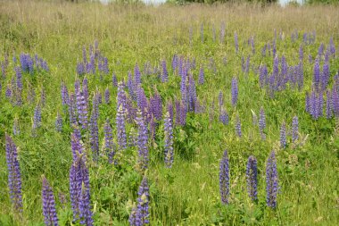 Pembe mor ve mavi çiçekli Lupinus tarlası. Lupin tarlası. Çayırda mor ve pembe lupin. Lupine değerli yem ve süs bitkisi..