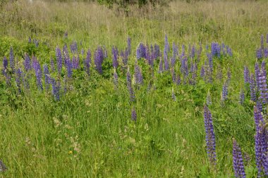 Pembe mor ve mavi çiçekli Lupinus tarlası. Lupin tarlası. Çayırda mor ve pembe lupin. Lupine değerli yem ve süs bitkisi..