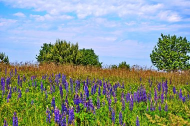 Pembe mor ve mavi çiçekli Lupinus tarlası. Lupin tarlası. Çayırda mor ve pembe lupin. Lupine değerli yem ve süs bitkisi..