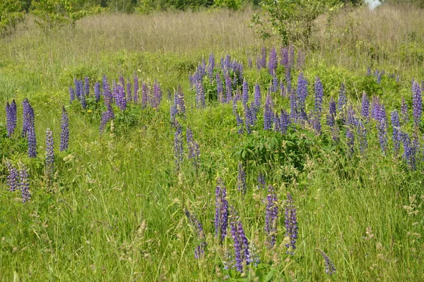 Pembe mor ve mavi çiçekli Lupinus tarlası. Lupin tarlası. Çayırda mor ve pembe lupin. Lupine değerli yem ve süs bitkisi..