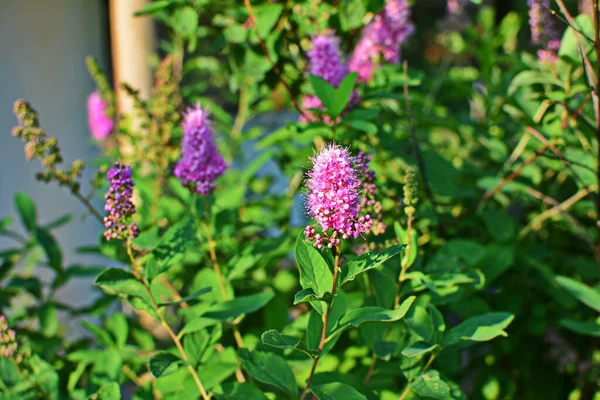 開花スパイレーアサリチフォリアまたは柳の葉の草原で甘い 緑の葉とピンクの花の低木の一般的なビュー — ストック写真