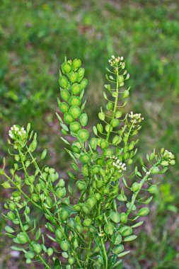 Field Pennycress, Thlaspi Arvense salatalarda kullanılan yenilebilir bir bitkidir. Tohumları bazen baharat olarak kullanılır, çoğunlukla et için. Şimdilerde neredeyse unutulmuş bir baharat..