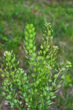Field Pennycress, Thlaspi Arvense salatalarda kullanılan yenilebilir bir bitkidir. Tohumları bazen baharat olarak kullanılır, çoğunlukla et için. Şimdilerde neredeyse unutulmuş bir baharat..
