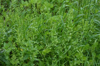 Field Pennycress, Thlaspi Arvense salatalarda kullanılan yenilebilir bir bitkidir. Tohumları bazen baharat olarak kullanılır, çoğunlukla et için. Şimdilerde neredeyse unutulmuş bir baharat..