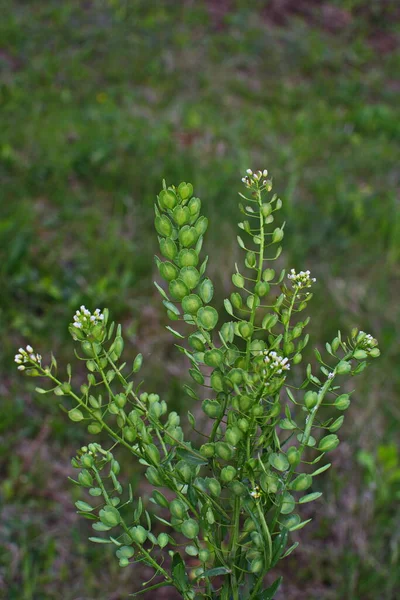 Campo Pennycress Thlaspi Arvense Una Pianta Commestibile Utilizzata Nelle Insalate — Foto Stock