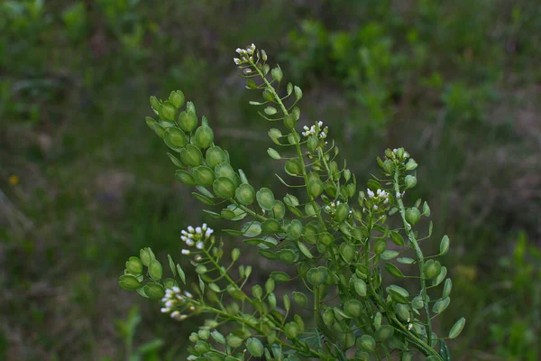 Field Pennycress Thlaspi Arvense Salatalarda Kullanılan Yenilebilir Bir Bitkidir Tohumları — Stok fotoğraf