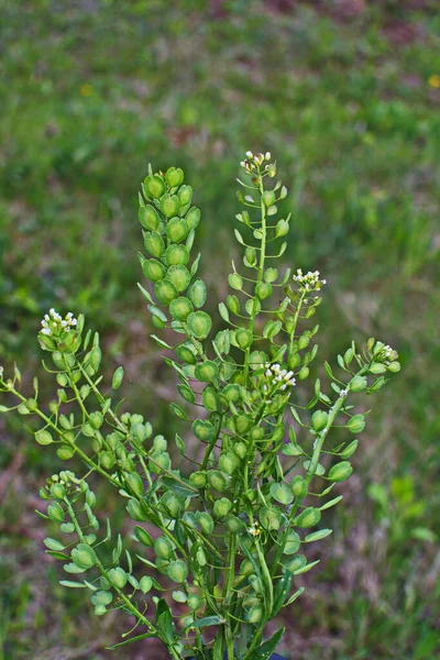 Fält Pennycress Thlaspi Arvense Ätlig Växt Som Används Sallader Deras — Stockfoto