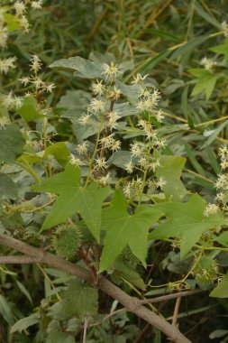 Echinocystis lobata, beyaz salatalık çiçekleri yakın plan seçici odak