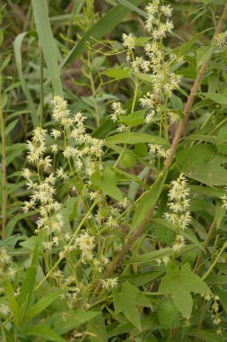 Echinocystis lobata, beyaz salatalık çiçekleri yakın plan seçici odak
