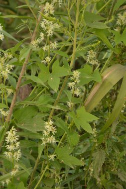 Echinocystis lobata, beyaz salatalık çiçekleri yakın plan seçici odak