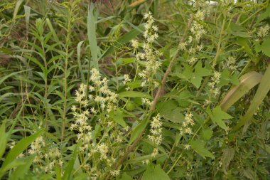 Echinocystis lobata, beyaz salatalık çiçekleri yakın plan seçici odak