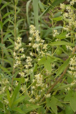 Echinocystis lobata, beyaz salatalık çiçekleri yakın plan seçici odak