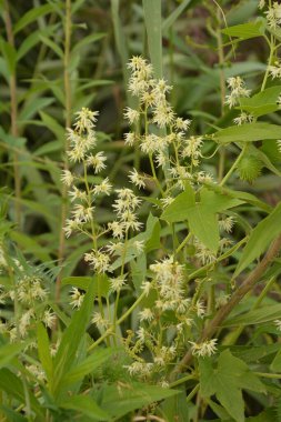 Echinocystis lobata, beyaz salatalık çiçekleri yakın plan seçici odak