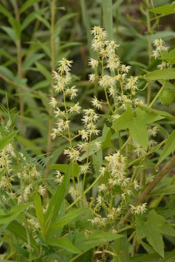Echinocystis lobata, beyaz salatalık çiçekleri yakın plan seçici odak