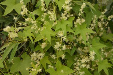 Echinocystis lobata, beyaz salatalık çiçekleri yakın plan seçici odak