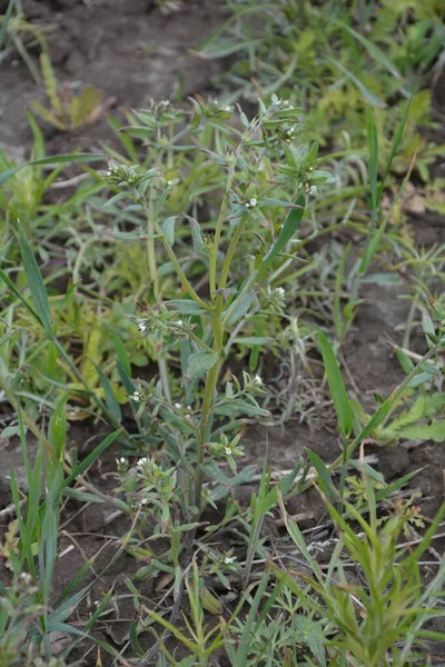 Lithospermum arvense bitkilerinin beyaz çiçekleri. Buglossoides arvensis white inflorescence.