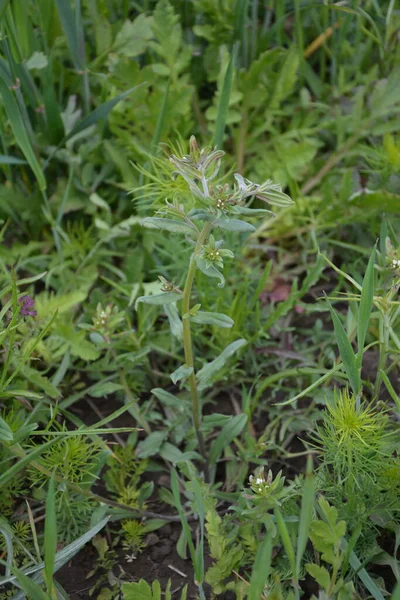 Lithospermum Arvense Bitkilerinin Beyaz Çiçekleri Buglossoides Arvensis White Inflorescence — Stok fotoğraf