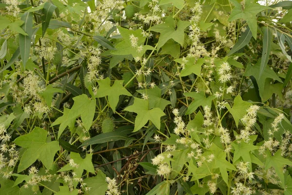 Echinocystis Lobata Fiori Cetriolo Bianco Primo Piano Messa Fuoco Selettiva — Foto Stock