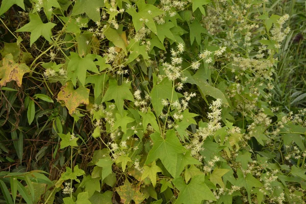 Echinocystis Lobata Flores Brancas Pepino Close Foco Seletivo — Fotografia de Stock