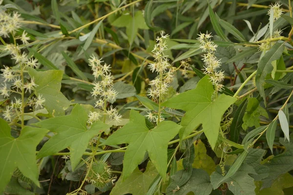 Echinocystis Lobata Flores Brancas Pepino Close Foco Seletivo — Fotografia de Stock