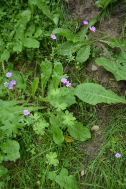 Herb-Robert - Geranium Robertianum Çiçeği, Tohum Kapsülleri ve Yaprakları. Bitki-Robert pembe çiçekler..