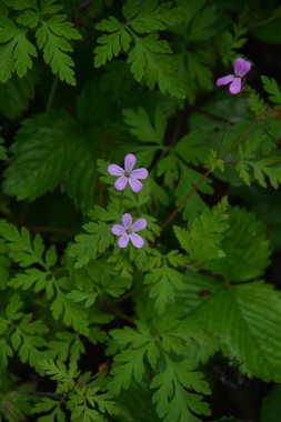 Herb-Robert - Geranium Robertianum Çiçeği, Tohum Kapsülleri ve Yaprakları. Bitki-Robert pembe çiçekler..