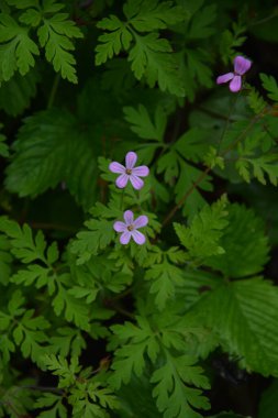 Herb-Robert - Geranium Robertianum Çiçeği, Tohum Kapsülleri ve Yaprakları. Bitki-Robert pembe çiçekler..