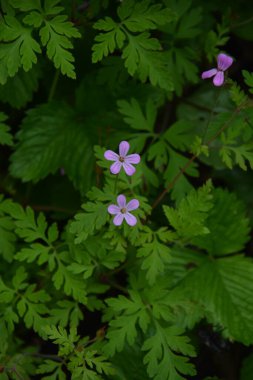 Herb-Robert - Geranium Robertianum Çiçeği, Tohum Kapsülleri ve Yaprakları. Bitki-Robert pembe çiçekler..