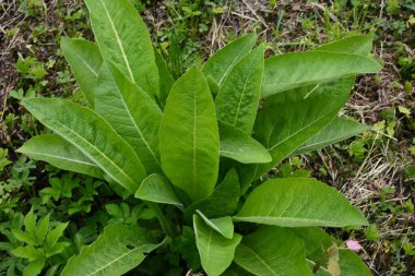 Tıbbi bitki elektroampanının (Inula helenium) yeşil yaprakları ya da yakın planda at iyileştirme