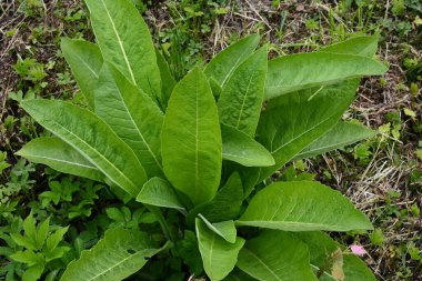 Tıbbi bitki elektroampanının (Inula helenium) yeşil yaprakları ya da yakın planda at iyileştirme