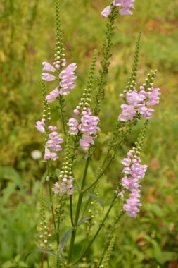 Physostegia 'nın muhteşem leylak rengi çiçekleri. Doğal bir geçmişi var..