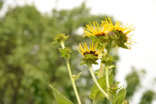 Żółte Kwiaty Leczniczej Rośliny Elecampane Inula Helenium Lub Końskiego Uzdrowienia — Zdjęcie stockowe