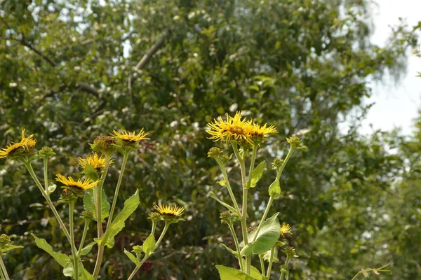 Żółte Kwiaty Leczniczej Rośliny Elecampane Inula Helenium Lub Końskiego Uzdrowienia — Zdjęcie stockowe