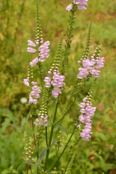 Amazing Dainty Mauve Flowers Physostegia Virginiana Vivid Natural Background — Stock Photo, Image