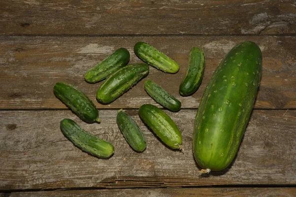 Fresh Cucumbers Texture Background Cucumber Harvest Many Cucumbers Cucumbers Field — Stock Photo, Image