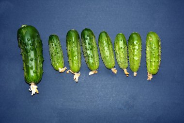 Geçmişi karanlık olan yeni çiftçi salatalıkları. Mesaj için yer var..