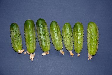 Geçmişi karanlık olan yeni çiftçi salatalıkları. Mesaj için yer var..