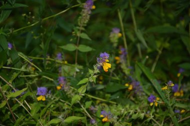 Kırmızı saplı mor ve sarı orman çiçekleri Ivan-da-Marya 'ya yakından bakın - Melampyrum Nemorosum - gün ışığının altındaki bir çayırda.