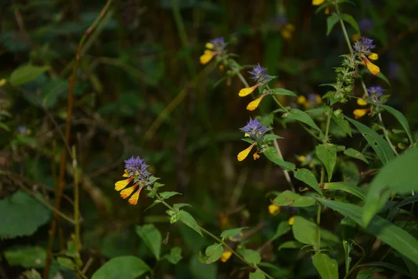 Vista Ravvicinata Fiori Selvatici Della Foresta Viola Gialla Ivan Marya — Foto Stock