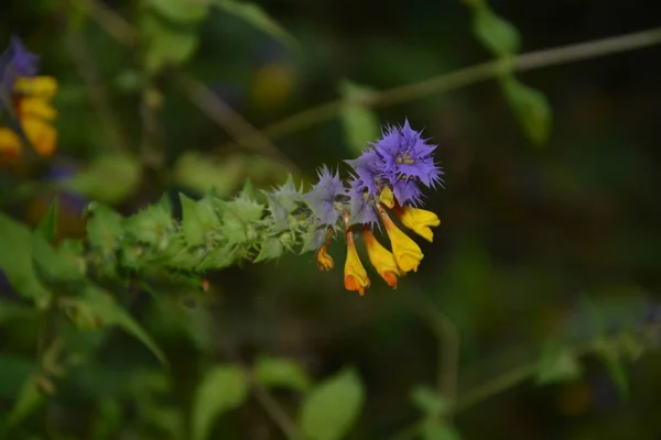 Vista Ravvicinata Fiori Selvatici Della Foresta Viola Gialla Ivan Marya — Foto Stock