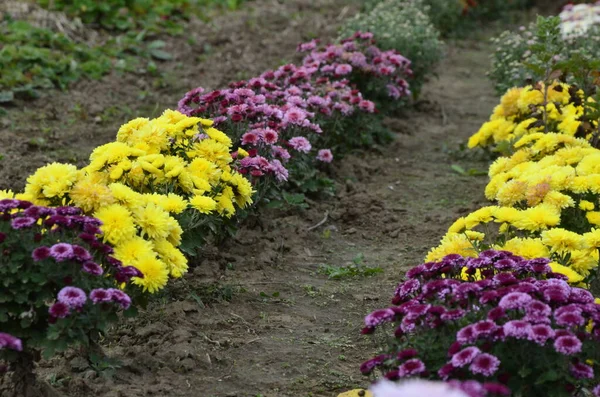 Aiuola Con Fiori Crisantemo Bella Composizione Parco Pubblico Bellissimo Sfondo — Foto Stock