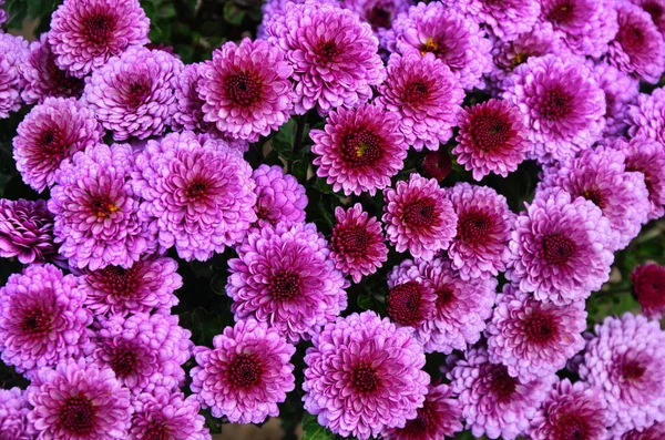 Blumenbeet Mit Chrysanthemenblüten Schöne Komposition Einem Öffentlichen Park Schöner Hintergrund — Stockfoto