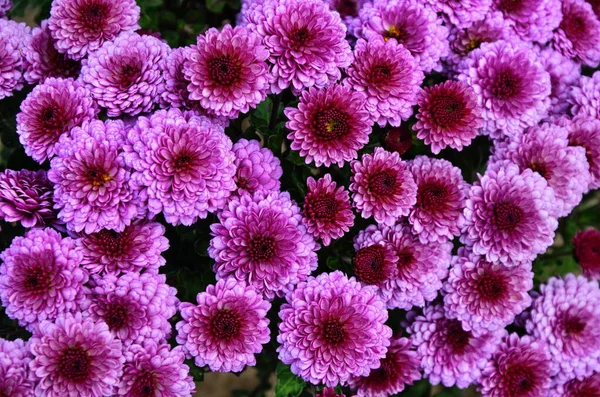 Blumenbeet Mit Chrysanthemenblüten Schöne Komposition Einem Öffentlichen Park Schöner Hintergrund — Stockfoto