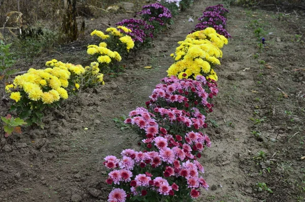 Παρτέρι Λουλούδια Χρυσάνθεμο Όμορφη Σύνθεση Δημόσιο Πάρκο Όμορφο Φόντο Λουλουδιών — Φωτογραφία Αρχείου