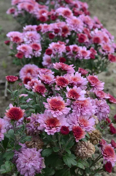 Blumenbeet Mit Chrysanthemenblüten Schöne Komposition Einem Öffentlichen Park Schöner Hintergrund — Stockfoto