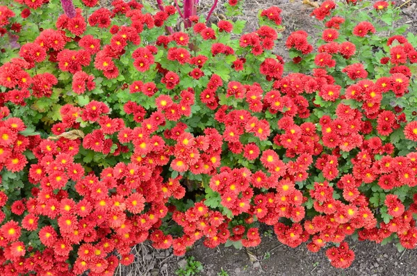 开着菊花的花 公园里的构图优美 花朵的背景美丽 — 图库照片