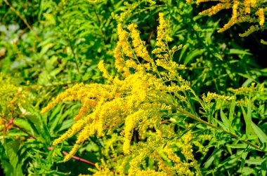 Solidago ya da altın rengi virgaurea çiçekli sarı bitki