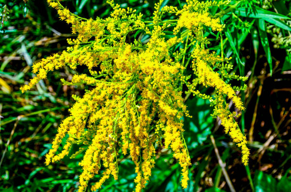 Жёлтое растение с цветками даго или золотистого дерева